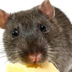 rat with cheese