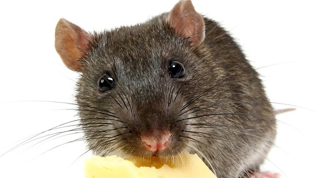 rat-with-cheese.jpg