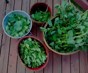 Foraged Mints and Petals